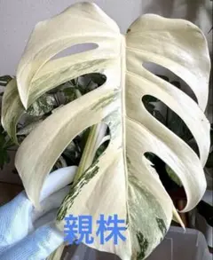 2026年最新】ホワイトタイガー モンステラの人気アイテム - メルカリ