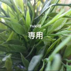 専用出品