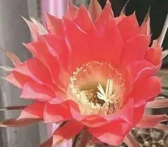 花サボテン 「RO」 抜き苗２つ バイカラー美花 サボテンのサムネイル
