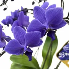 2025年最新】胡蝶蘭 ブルージーンの人気アイテム - メルカリ