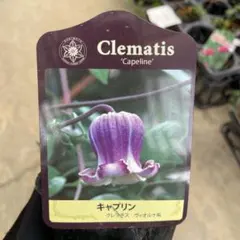 カレンソロジー curensology プリペラビスチェ 2023 完売品 - メルカリ