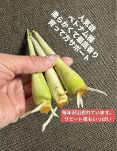 人気ベトナム最高香り柔らかいレモングラス抜き苗大きめお得100本 人気ベトナム最高香り柔らかいレモングラス抜き苗大きめお得100本