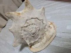 特大巻き貝