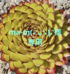 センペルビウムma-m(⁎˃ᴗ˂⁎)♪様専用