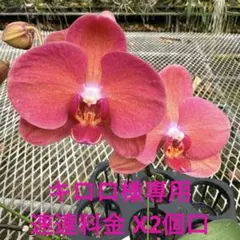 キロロ様 速達料金 X2個 リクエスト 2点 まとめ商品