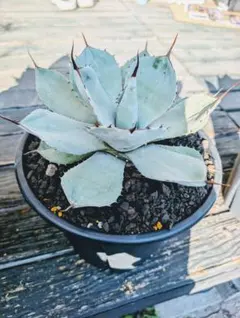 2025年最新】アガベ パリー ハンティントンの人気アイテム - メルカリ