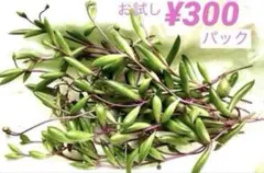 お買得❣️ お試し￥３００パック　＊ルビーネックレス＊