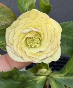 2026年最新】クリスマスローズ 多弁の人気アイテム - メルカリ