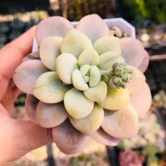アリエル錦 カキコ カット苗 多肉植物 - メルカリ