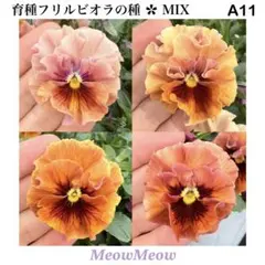 【A11】MeowMeow交配 フリルビオラの種・アンティーク系ミックス 30粒のサムネイル
