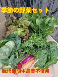 野菜詰め合わせ60野菜セット　淡路島玉ねぎ　黄色人参　高菜　栽培期間中農薬不使用