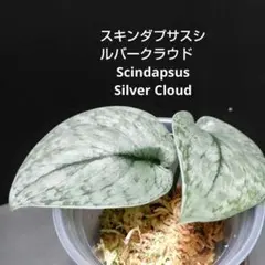 はぐみん様 リクエスト 2点 まとめ商品