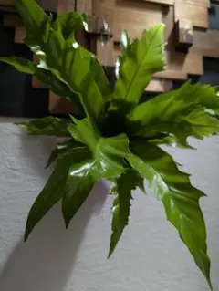 2026年最新】大株 ビカクシダの人気アイテム - メルカリ