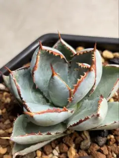 アガベ ハイブリッド　CJ plants産　甲蟹×屈原（特選排刺） アガベ ハイブリッド CJ plants産 甲蟹×屈原（特選排刺） - メルカリ