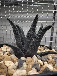 ハオルチオプシス　ソルディダ　直立葉　実生株 原種】 ハオルチア ハオルチオプシス ソルディダ H. sordida, DMC s.n.