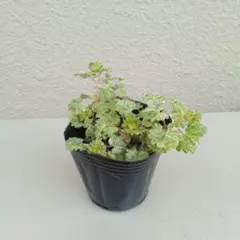 ぶぅ様 リクエスト 2点 まとめ商品