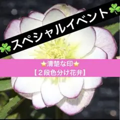 2025年最新】大木ナーセリーの人気アイテム - メルカリ