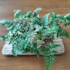トキワシノブ 軽石植えのサムネイル