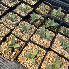 かおり@プロフ確認願様 リクエスト 2点 まとめ商品