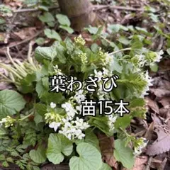 秋田県産 花わさび 葉わさび 5/6採取予定 400g 採れたて - メルカリ