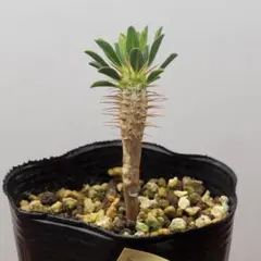 2025年最新】ユーフォルビア ギラウミニアナの人気アイテム - メルカリ