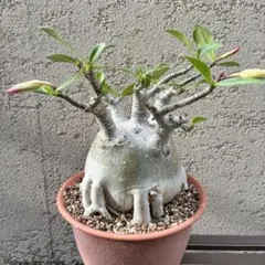 カッシ様 リクエスト 2点 まとめ商品