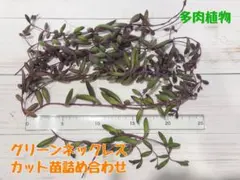 【匿名配送】多肉植物　ルビーネックレス　カット苗　詰め合わせ　多肉弁当