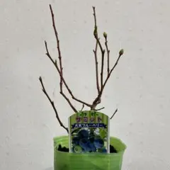 Gonta様 リクエスト 2点 まとめ商品