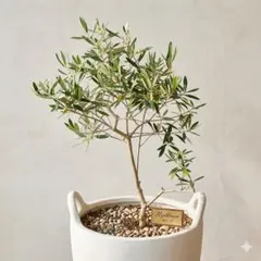オリーブの木 ネバディロブランコ デザインテラコッタ鉢植え 苗