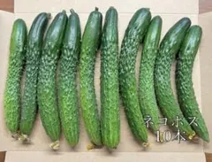 農薬不使用！新鮮きゅうり（シャキット）のサムネイル