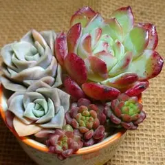 2026年最新】ラブリーローズ錦の人気アイテム - メルカリ