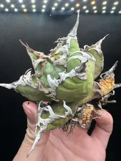 トイチ様 リクエスト 2点 まとめ商品