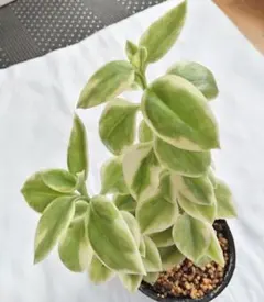 富岡義勇⚠️プロフ必読⚠️様 リクエスト 2点 まとめ商品