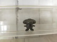 ポケモン　メタルコレクション　ラフレシア