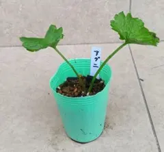 2025年最新】ラナンキュラスラックス 苗の人気アイテム - メルカリ