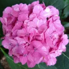 紫陽花 絞り咲き ラブリーデイ 花なし 特大 来年用 - メルカリ