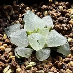 海*鴉様 多肉植物 ハオルチア 氷星球オブツーサ錦 変異系 超美品 希少