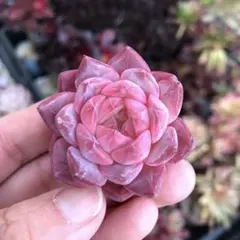 gakky様 リクエスト 8点 まとめ商品