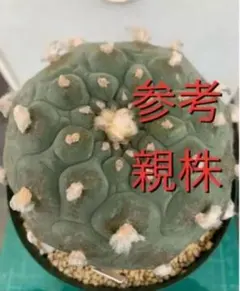 銀冠玉　古株 ロフォフォラ銀冠玉 – Sigma Plants