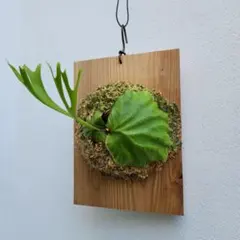 2025年最新】ridleyi pakarangの人気アイテム - メルカリ