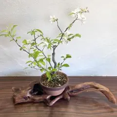 創作花器 柏槙（ビャクシン） 木製一輪挿し 自然な形状 ブラウン系 