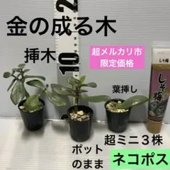 挿木苗　金のなる木　超ミニ３株のサムネイル