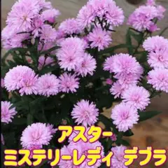 アスターミステリーレディ デブラ 宿根草 可愛いピンク系 多花性　２苗のサムネイル
