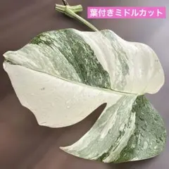 斑入りモンステラ ボルシギアナ ホワイトタイガー ミドルカット 気根 白斑多めのサムネイル