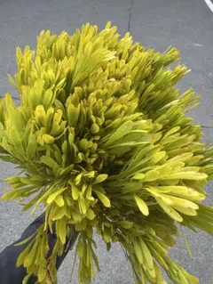 花＊花プロフ必読！お願いします様 リクエスト 3点 まとめ商品