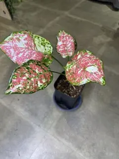 2026年最新】アグラオネマピンクの人気アイテム - メルカリ