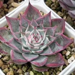 2025年最新】チワワエンシスイエコラの人気アイテム - メルカリ