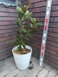 送料込み　リトルジェム　タイサンボク　形状良　庭木　人気　植木　常緑樹 楽天市場】【現品】【リトルジェム】タイサンボク 矮性 自然風樹形