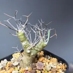 塊根植物 コーデックス オトンナユーフォルビオイデス　まとめ買いおまけありのサムネイル