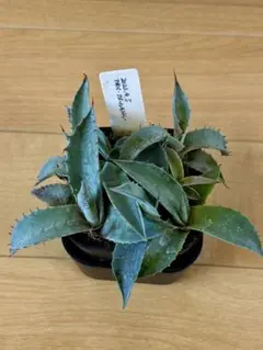 tetsu様 リクエスト 3点 まとめ商品